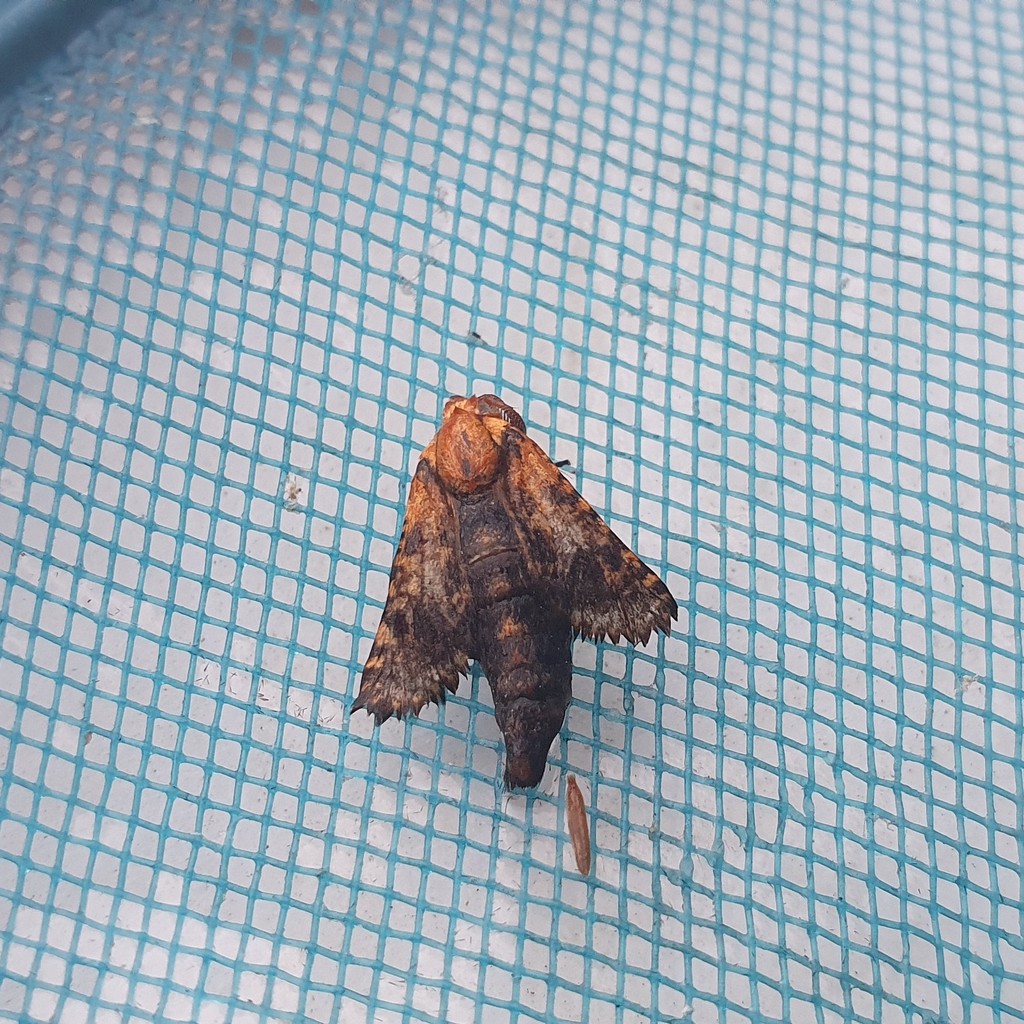 Stygia australis