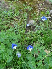 Veronica syriaca