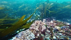 Lessonia trabeculata