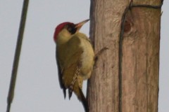 Picus viridis