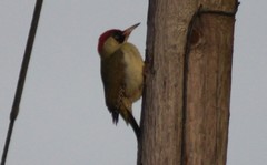Picus viridis