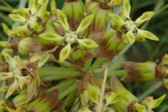 Asclepias macropus