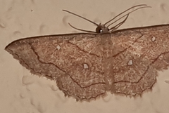 Cyclophora coecaria