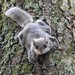 Amerikanliito-Orava - Photo (c) Todd Belanger, osa oikeuksista pidätetään (CC BY-NC)