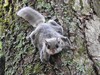 Southern Flying Squirrel - Photo (c) Todd Belanger, some rights reserved (CC BY-NC), uploaded by Todd Belanger