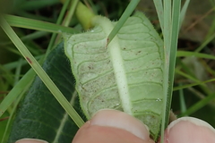 Asclepias macropus