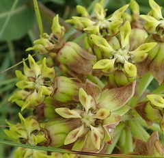 Asclepias macropus