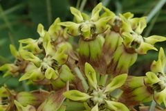 Asclepias macropus