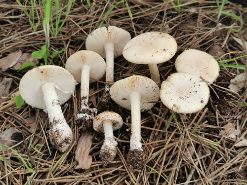 jewelled amanita