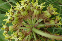 Asclepias macropus