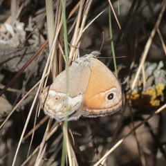 Coenonympha dorus