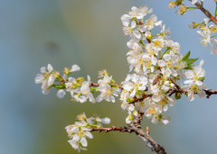Prunus salicina