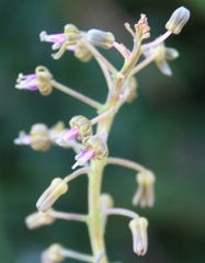 Ledebouria revoluta