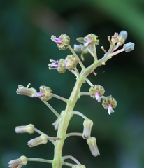 Ledebouria revoluta