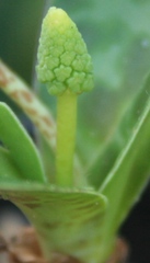 Ledebouria revoluta