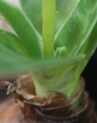 Ledebouria revoluta