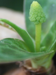 Ledebouria revoluta