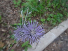 Galactites tomentosus