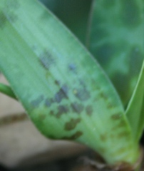 Ledebouria revoluta