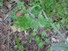 Galactites tomentosus