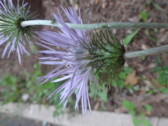 Galactites tomentosus