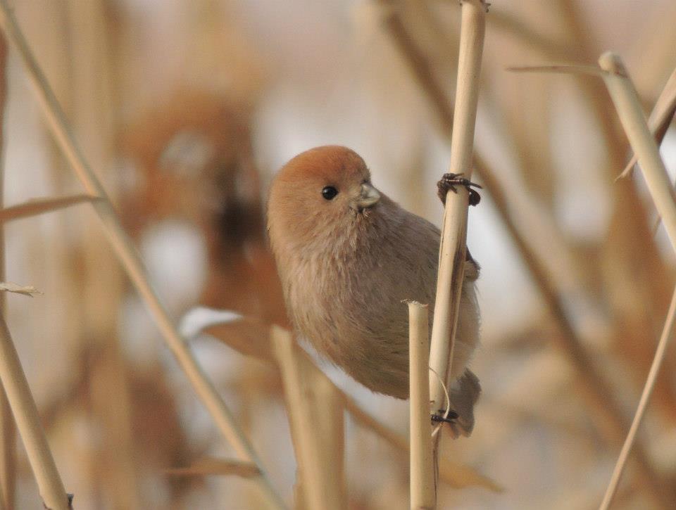 Suthora Parrotbills
