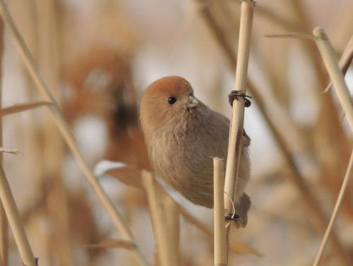 Vinous-throated Parrotbill, Jungnang-gu, Seoul, South Korea, photo 9 of 10