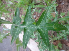 Galactites tomentosus
