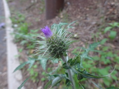 Galactites tomentosus