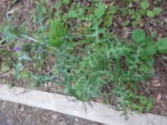 Galactites tomentosus