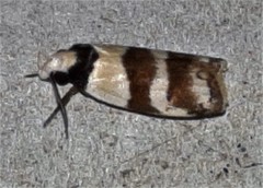 Eulechria triferella