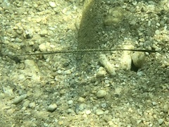 Fistularia commersonii