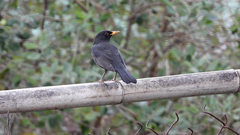Turdus merula