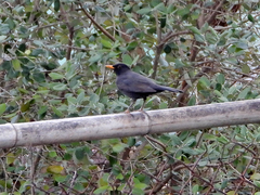 Turdus merula