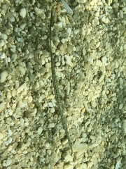 Fistularia commersonii