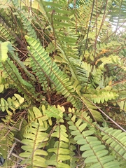 Nephrolepis cordifolia