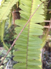 Nephrolepis cordifolia