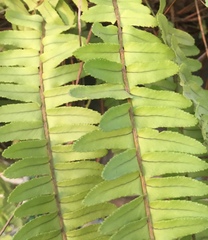 Nephrolepis cordifolia