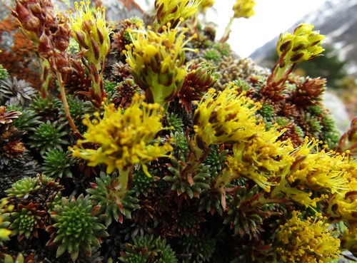 Saxifraga caucasica
