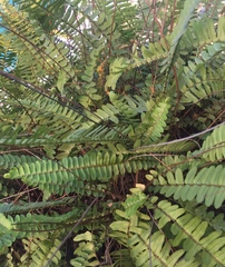 Nephrolepis cordifolia