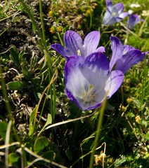 Campanula tridentata