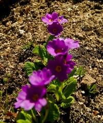 Primula amoena