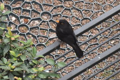 Turdus merula