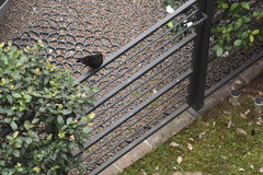 Turdus merula