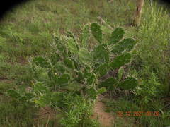 Opuntia arechavaletae