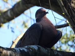 Patagioenas araucana