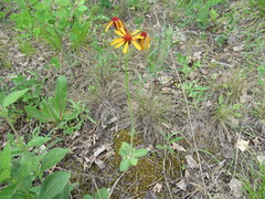 Tephroseris porphyrantha