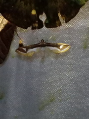 Eoophyla trichoceralis