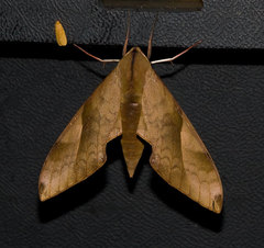 Clanis bilineata