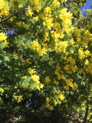 Acacia dealbata